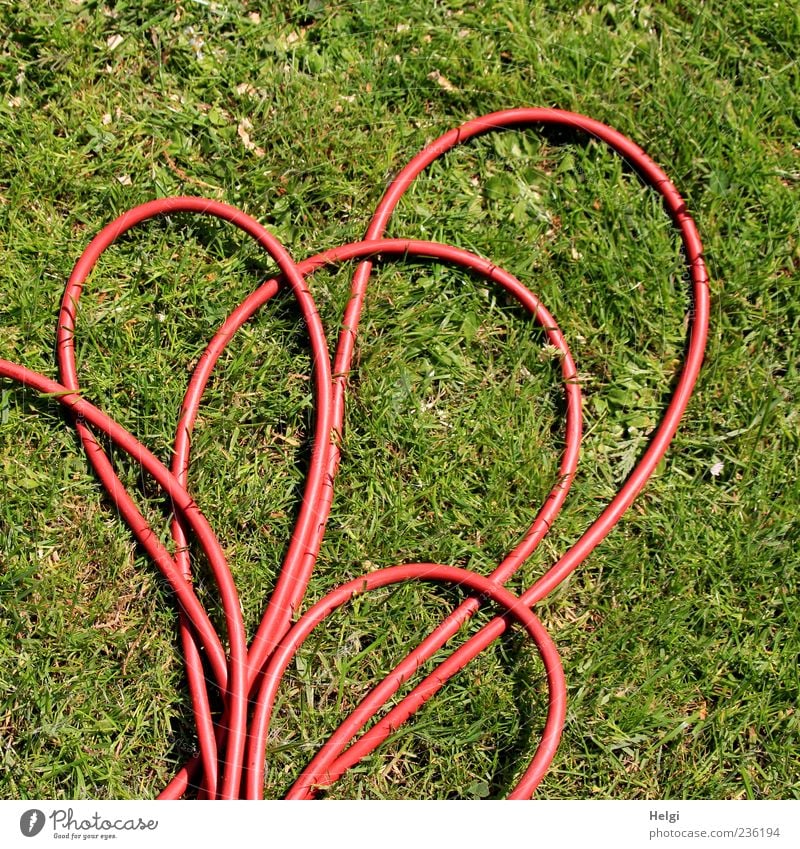The red thread... Environment Nature Plant Grass Foliage plant Garden Meadow Cable Terminal connector Plastic Lie Authentic Simple Long Green Red Safety Bizarre