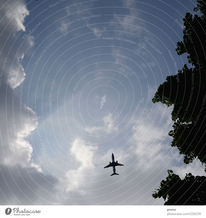 canopy Plant Air Sky Clouds Weather Transport Aviation Airplane Passenger plane Flying Blue Sunbeam Gap in the clouds Tree Leaf Back-light Silhouette