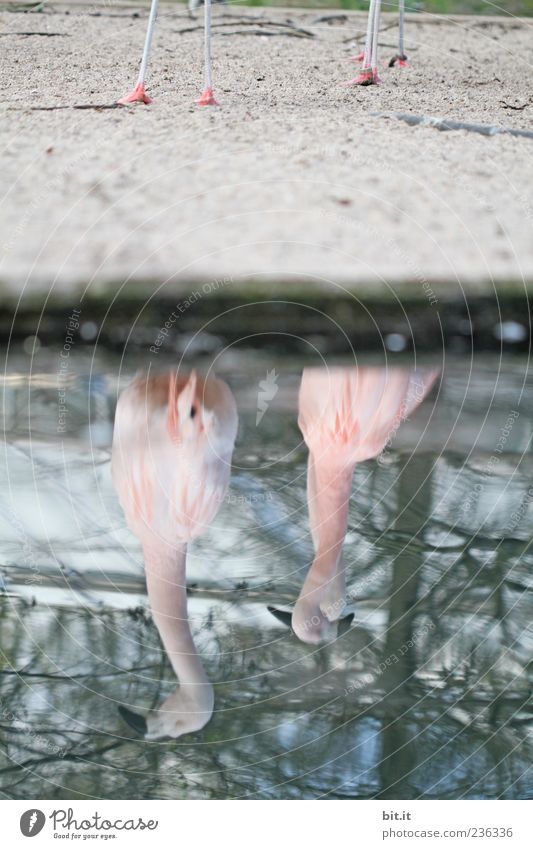 Flamingos [LUsertreffen 04|10] Environment Nature Lakeside Animal 2 Pair of animals Exotic Blue Pink Sand Water Inverted Distorted Rotated Beak Colour photo
