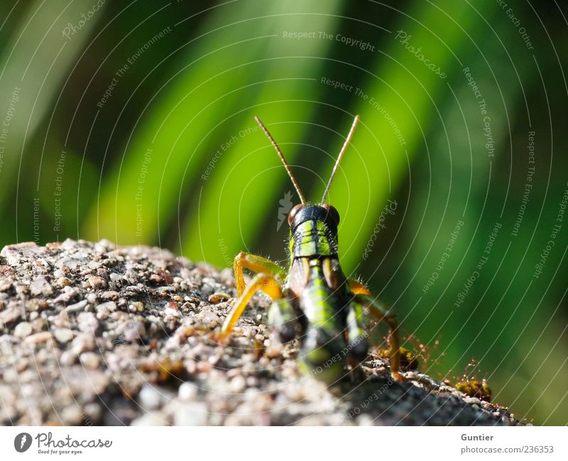 the escape is already planned,... Animal Wild animal Locust Insect 1 Yellow Gray Green Black Observe Sunbathing Grass Stony Stone Wait Eyes Feeler Legs