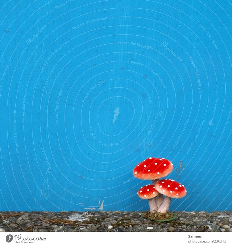 fly mushroom in front of blue-painted house facade Wall (barrier) Wall (building) Facade Whimsical Amanita mushroom Blue Mushroom Copy Space Calm Placed