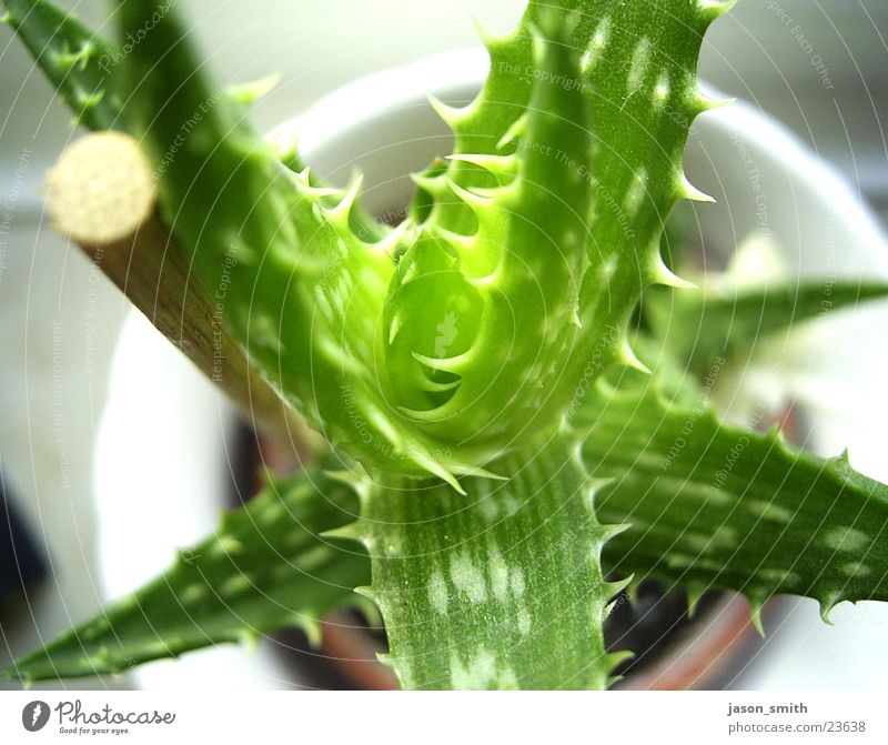 cactus Cactus Green Pot plant Bird's-eye view Stick Nature Macro (Extreme close-up) windowsill