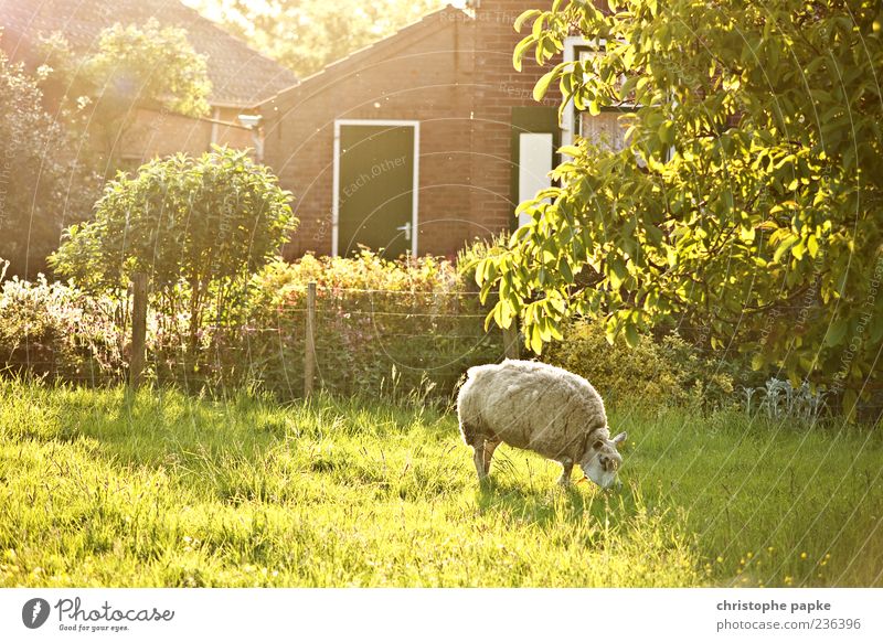 Sun in sheep's clothing Vacation & Travel Tourism Summer Spring Grass Garden Meadow Village Farm animal 1 Animal To feed Bright Warmth Contentment Lamb's wool