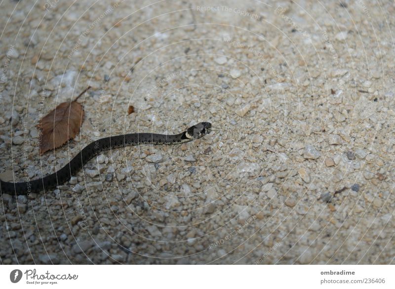 S.N.A.K.E. Environment Nature Wild animal Snake 1 Animal Movement Bend Lateral fold lizards Traverse Colour photo Exterior shot Close-up Copy Space right