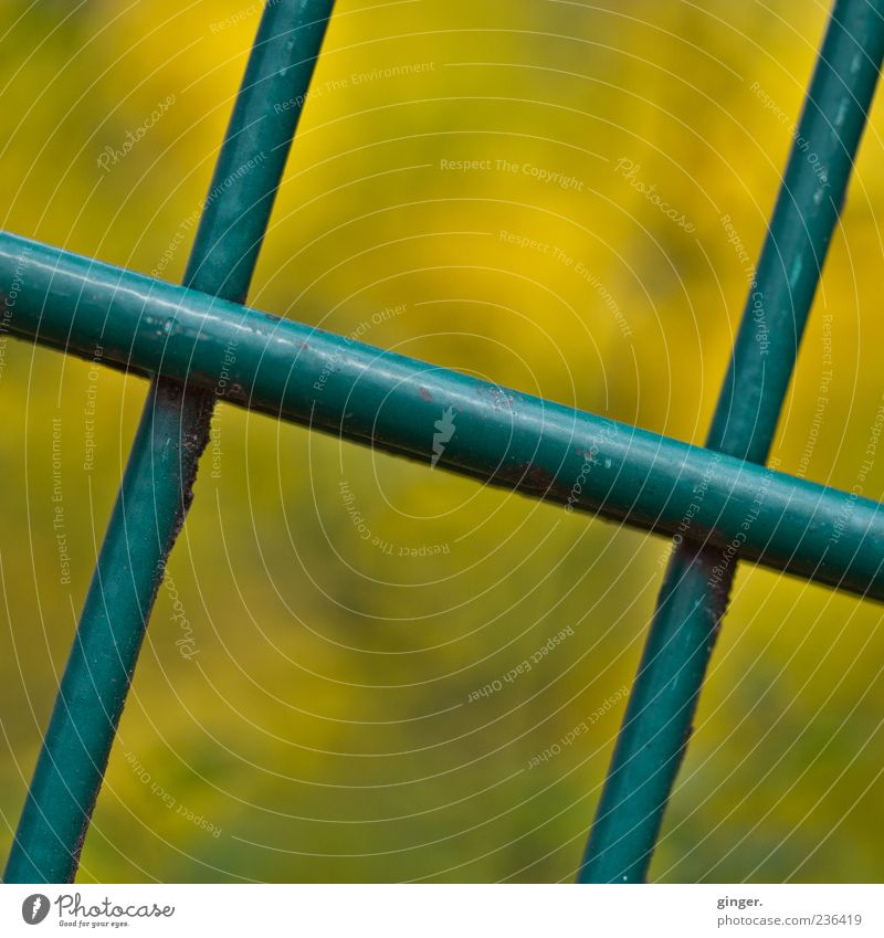cross and cross, diagonal Crucifix Yellow Green Grating Fence Crossed Consecutively Under Closed Metal Rod Varnished Diagonal Across Barrier Mesh grid