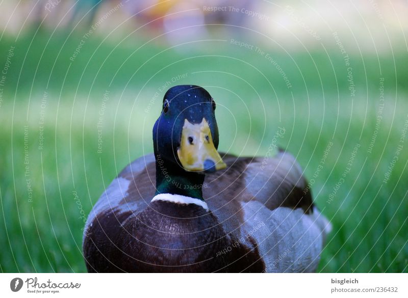 duck Duck 1 Animal Curiosity Meadow Beak Colour photo Exterior shot Deserted Copy Space top Day Shallow depth of field Nature Grass Feather Plumed