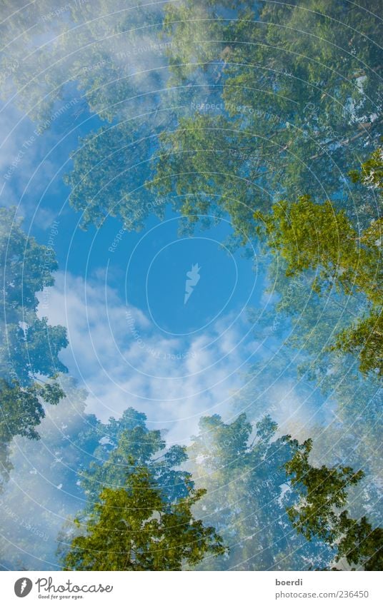air Environment Nature Landscape Plant Sky Clouds Spring Summer Climate Beautiful weather Tree Infinity Blue Green Moody Double exposure Colour photo