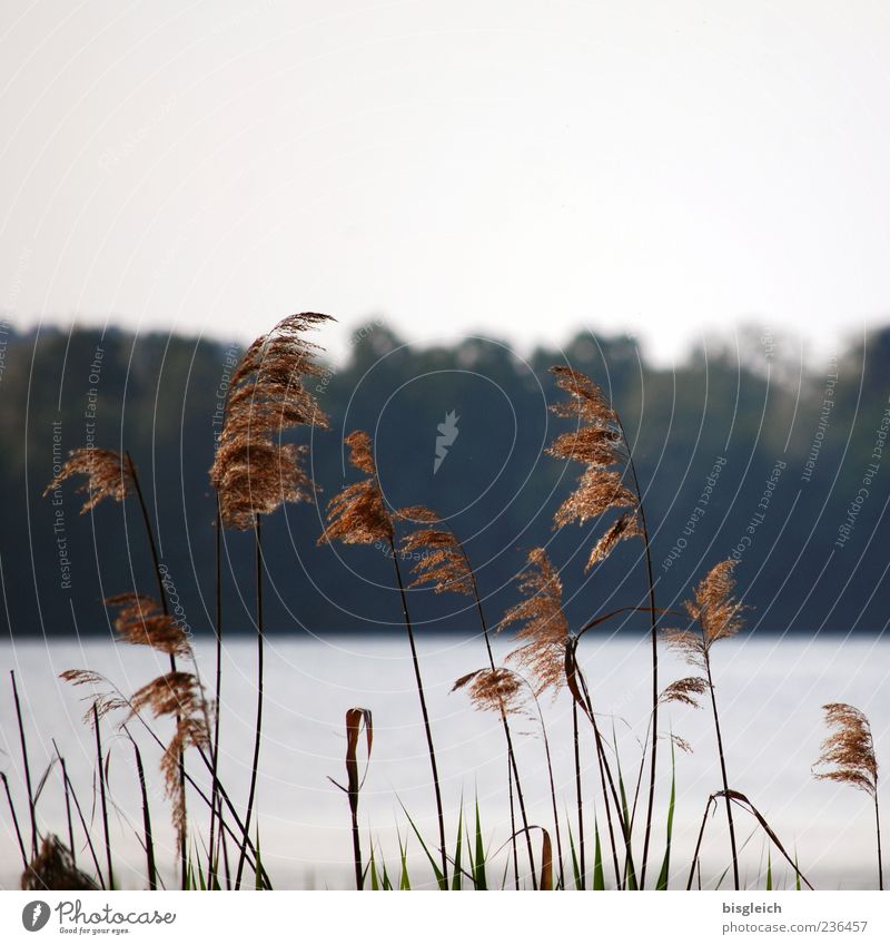 Reed at the lake I Common Reed Lakeside Scharmützel Lake Brown Delicate Wind Colour photo Subdued colour Exterior shot Deserted Copy Space top Day