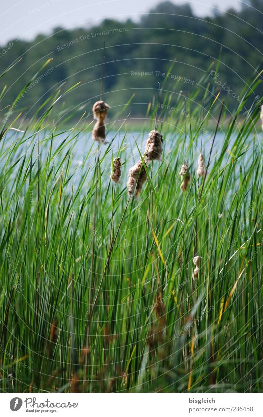 Reed at lake II Plant Common Reed Lake Lakeside Green Grass Wind Colour photo Exterior shot Copy Space top Copy Space bottom Day Nature Landscape Deserted