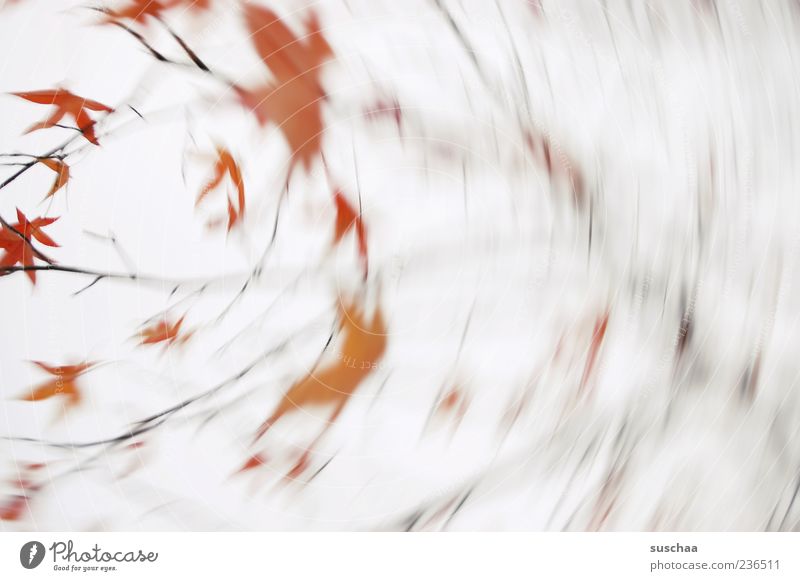 It's stormy outside. Environment Nature Plant Sky Autumn Wind Gale Tree Rotate Red Leaf Exterior shot Abstract Deserted Motion blur Blur Branch