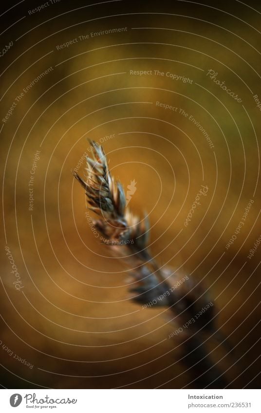 cereals Grain Agricultural crop Brown Colour photo Exterior shot Deserted Day Shallow depth of field Central perspective 1 Blur Copy Space top Ear of corn