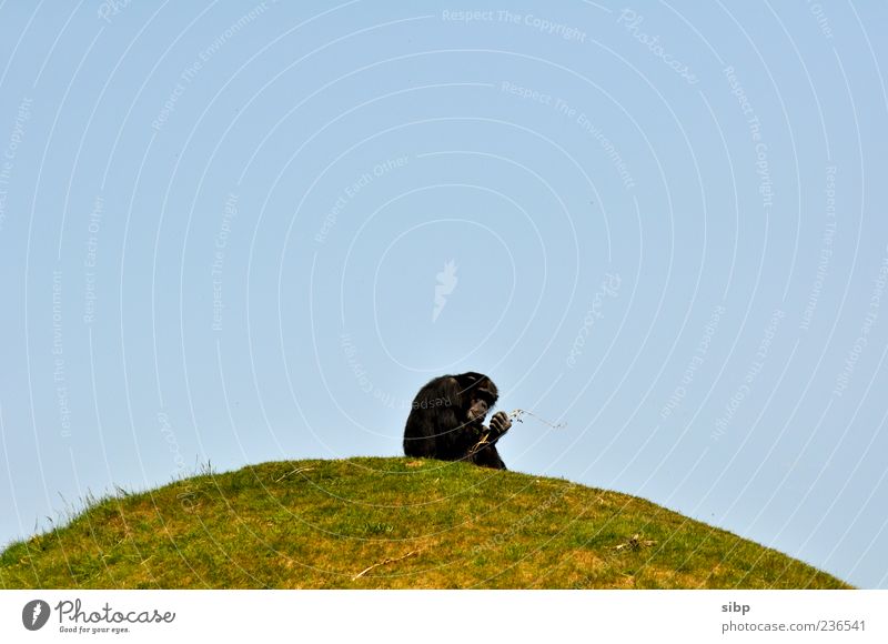 Monkey on the hill Zoo Cloudless sky Beautiful weather Meadow Hill Monkeys Chimpanzee 1 Animal Observe To hold on Make Black Colour photo Exterior shot