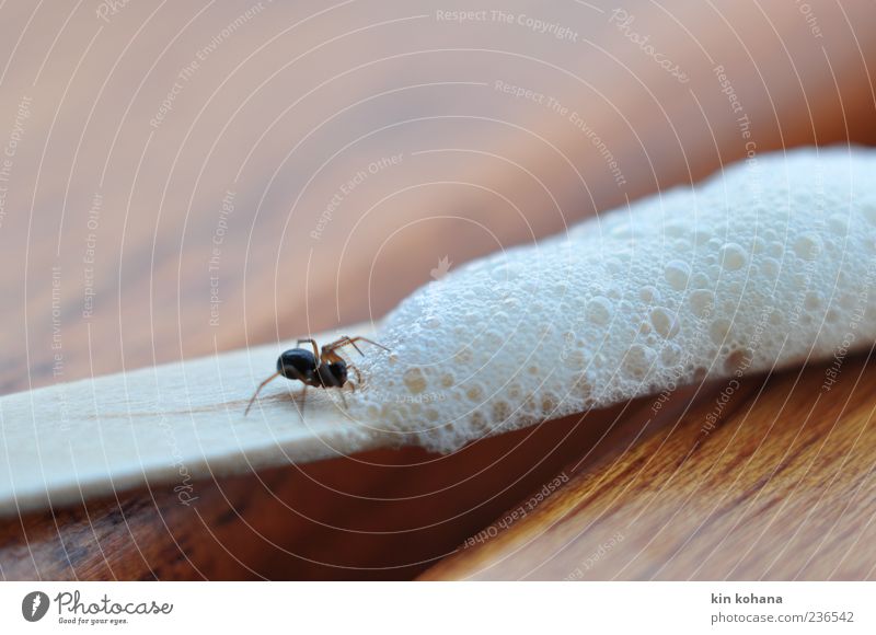 spring ;) Nature Animal Wild animal Spider 1 Exotic To enjoy Coffee froth Wooden pole Coffee break Colour photo Close-up Deserted Animal portrait Wood grain