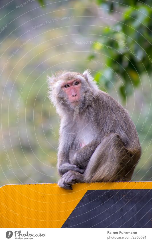 a wild Formosa macaque ( Macaca cyclopis ) on Taiwan Nature Animal Summer Wild animal 1 Observe Looking Sit Curiosity Colour photo Exterior shot Deserted