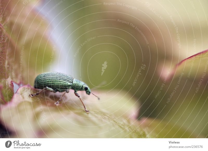 Where's Spiekeroog? Nature Animal 1 Near Green Weevil Macro (Extreme close-up) Colour photo Blur Shallow depth of field Subdued colour Deserted Beetle