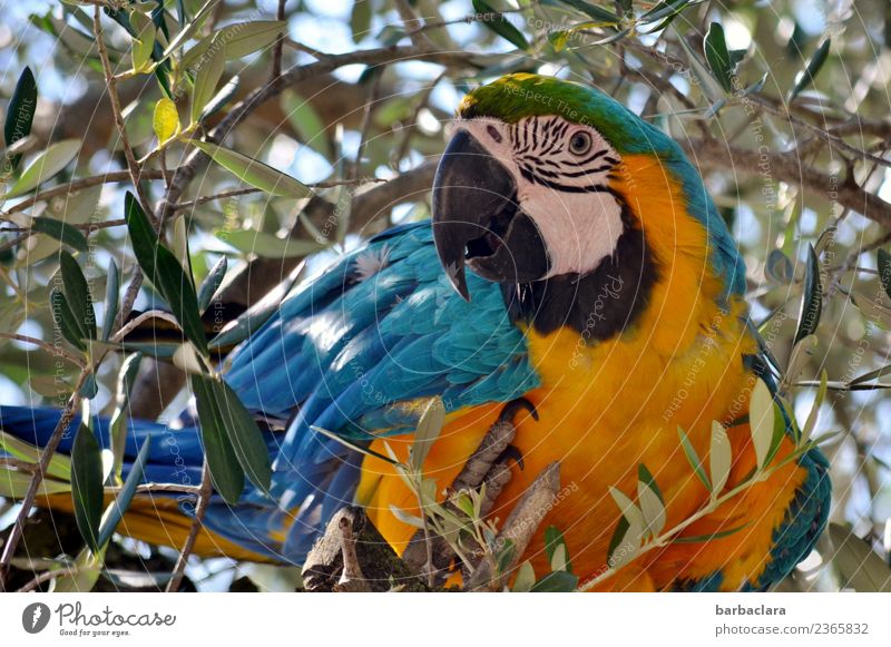 What's up? No olives left? Vacation & Travel Tree Leaf Olive tree Animal Parrots Macaw 1 Sit Exotic Wild Blue Yellow Colour Freedom Climate Nature Environment