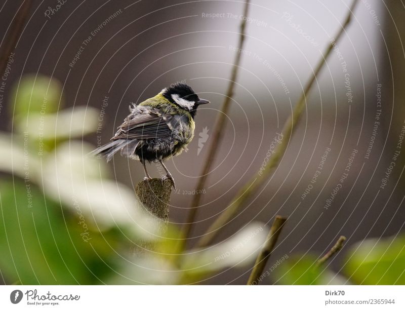 Tousled Great Tit Nature Animal Spring Plant Bushes Leaf Foliage plant Twigs and branches Garden Park Wild animal Bird Songbirds Tit mouse 1 Observe Looking Sit