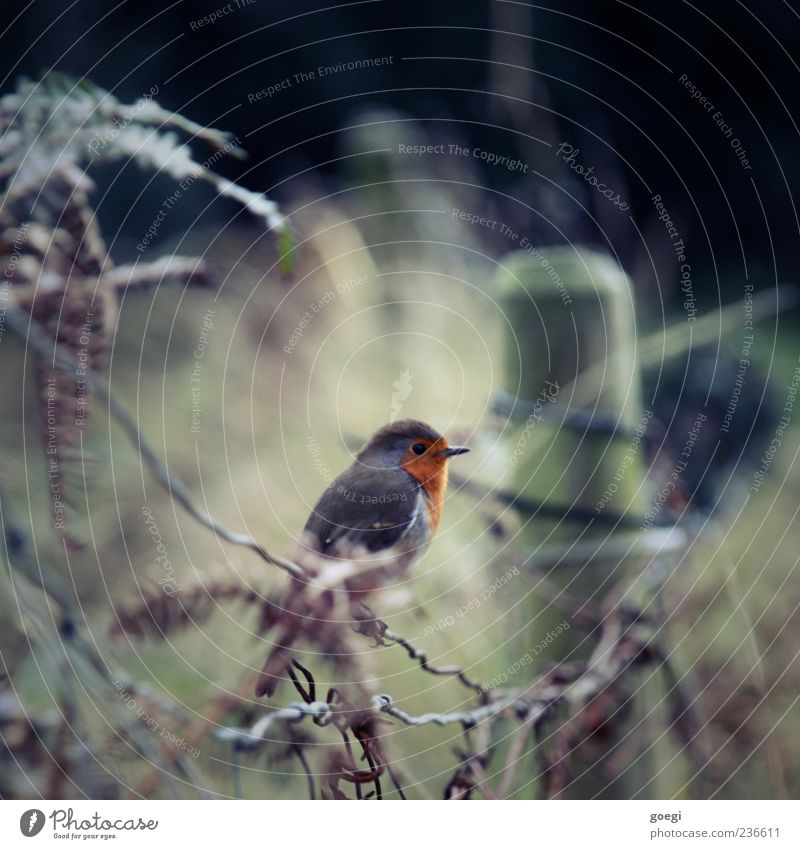 hobby ornithology Environment Nature Animal Foliage plant Field Bird Robin redbreast 1 Fence Fence post Sustainability Colour photo Deserted Copy Space top Day