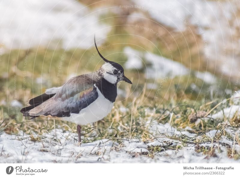 Lapwing on the meadow Environment Nature Animal Sun Winter Snow Grass Meadow Wild animal Bird Animal face Wing lapwing plover Beak bonnet Feather 1 To feed
