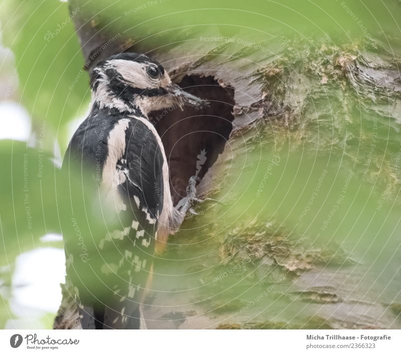 Great spotted woodpecker at the cave Environment Nature Animal Sun Beautiful weather Tree Leaf Forest Wild animal Bird Animal face Wing Claw Woodpecker