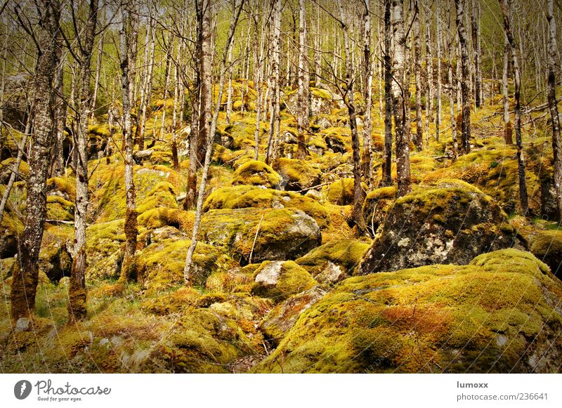 birch forest in spring Environment Nature Plant Tree Moss Birch wood Forest Jostedalsbreen Norway Scandinavia Europe Esthetic Colour photo Exterior shot Day