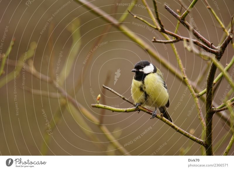 Great tit in a rose bush Garden Nature Spring Winter Plant Bushes Rose rose branch Twig Park Animal Wild animal Bird Songbirds Tit mouse 1 Observe Crouch Sit