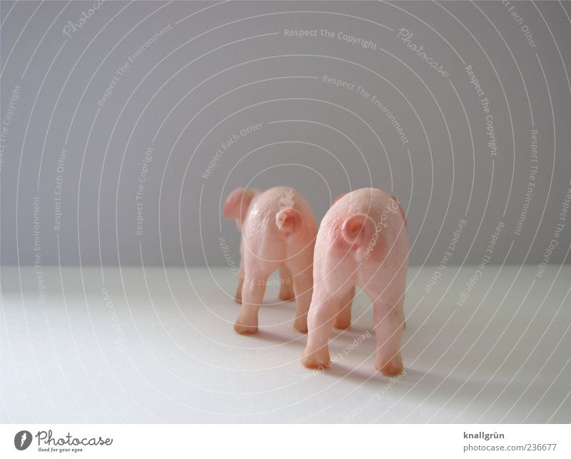 ham Animal Farm animal Swine 2 Stand Cute Round Gray Pink White curly tail Piglet Colour photo Studio shot Deserted Copy Space left Copy Space right