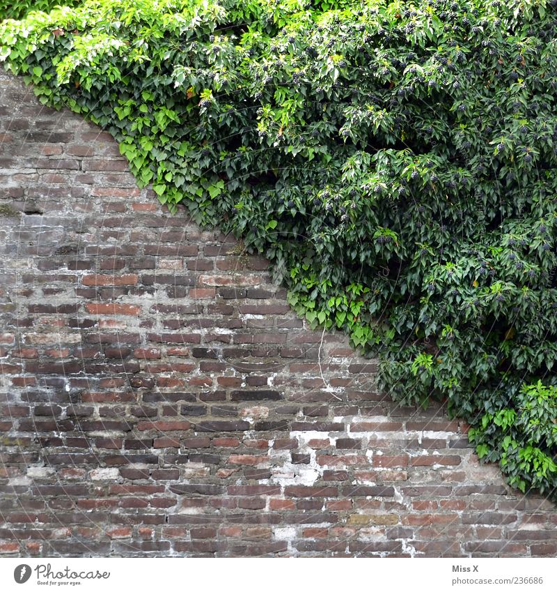 it's going downhill Plant Bushes Ivy Leaf Wall (barrier) Wall (building) Growth Diagonal Colour photo Exterior shot Pattern Deserted Copy Space top