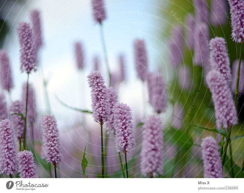 toothbrush Nature Plant Spring Summer Flower Leaf Blossom Meadow Blossoming Fragrance Growth Pink Violet Colour photo Multicoloured Exterior shot Close-up