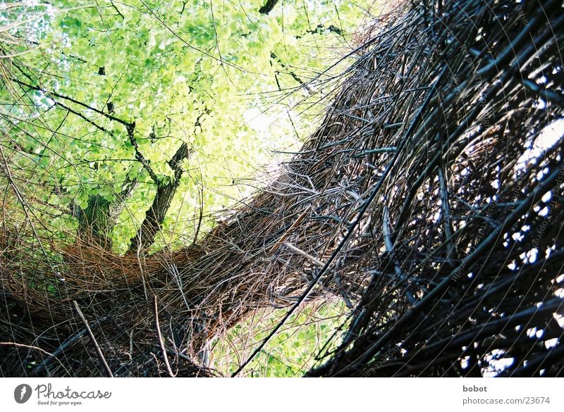 Pasture art 002 Wicker mesh Wood Green Brown Leaf Vantage point Exhibition Twig Nature Branch