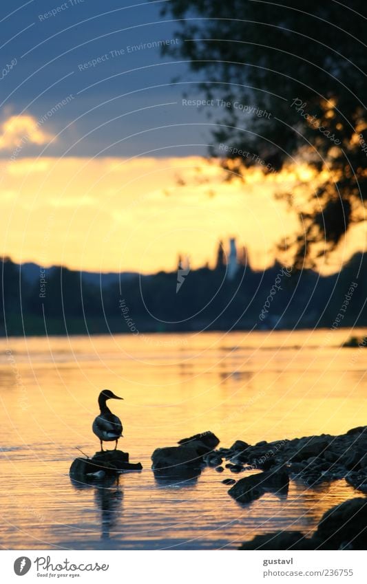 Stick Duck Sunrise Sunset Wild animal Bird 1 Animal Stand Free Red Contentment Watchfulness Nature Colour photo Exterior shot Deserted Evening Shadow Rear view