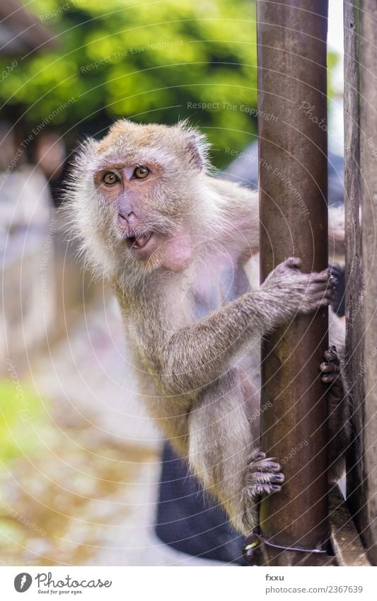 Monkey in Songkhla macaques Monkeys Thailand Temple Baby Baby eyes Animal Mammal Nature Apes Young monkey Cute Relaxation Break Restful Beautiful