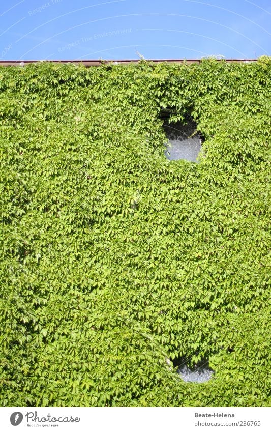 peepholes in the green House (Residential Structure) Plant Ivy Wall (barrier) Wall (building) Facade Natural Blue Green Natural growth Creeper Colour photo