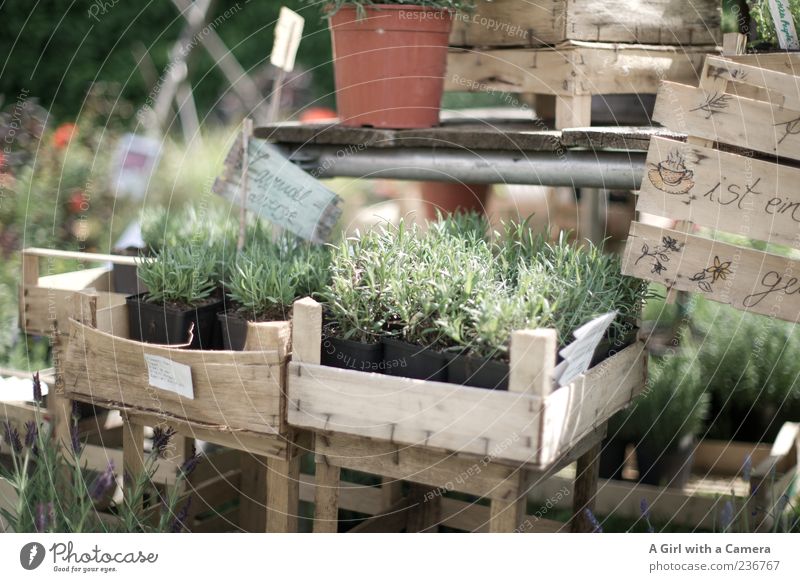 Bringing Provence home Plant Summer Agricultural crop Pot plant Lavender Crate Market stall Flowerpot Signs and labeling Exterior shot Shallow depth of field