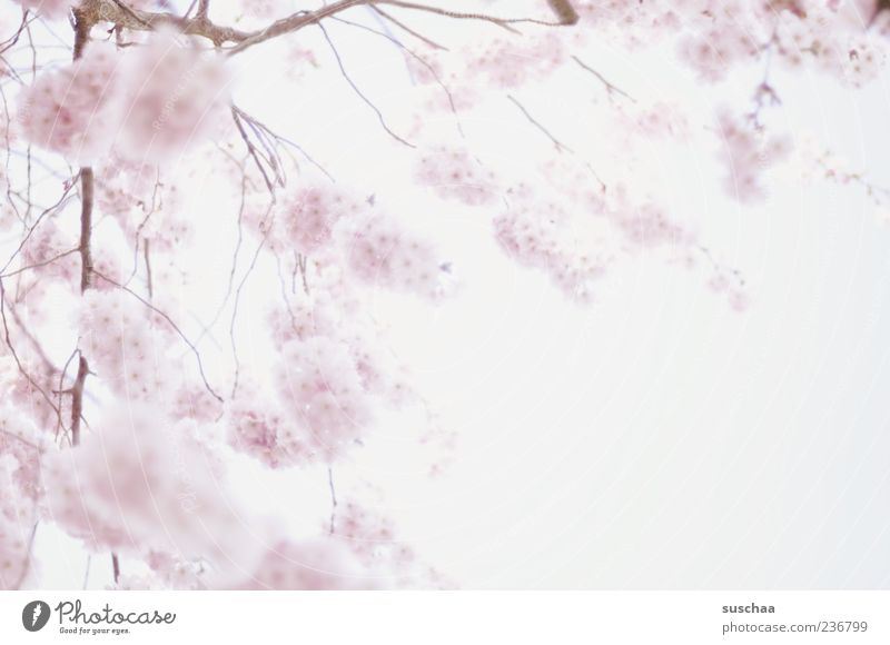 fragrant spring cotton wool balls Nature Plant Sky Spring Beautiful weather Expectation Growth Blossoming Branch Pink Fragrant Soft Subdued colour Exterior shot