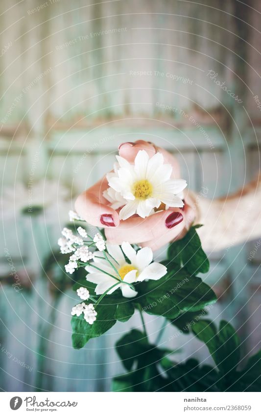 Hand touching a flower against a wooden background Elegant Style Design Joy Beautiful Harmonious Senses Valentine's Day Mother's Day Plant Spring Flower Leaf