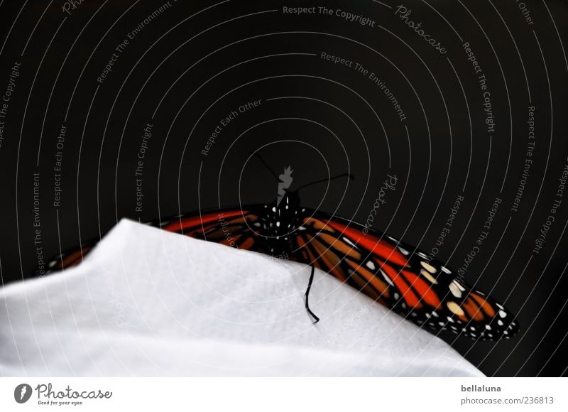 Over the mountain. Animal Wild animal Butterfly Wing 1 Sit Elegant Fantastic Beautiful Monarch butterfly Noble butterfly diurnal Colour photo Multicoloured