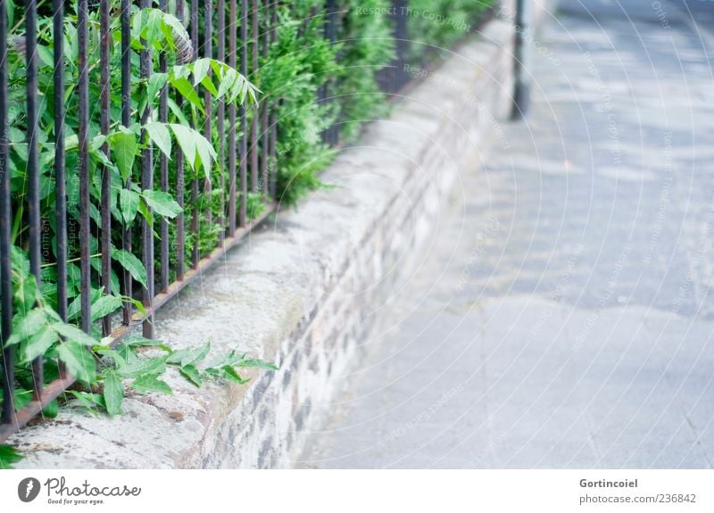 stroll Nature Plant Bushes Foliage plant Garden Street Lanes & trails Wall (barrier) Wall plant Front garden Sidewalk Building line Deserted Fence Colour photo
