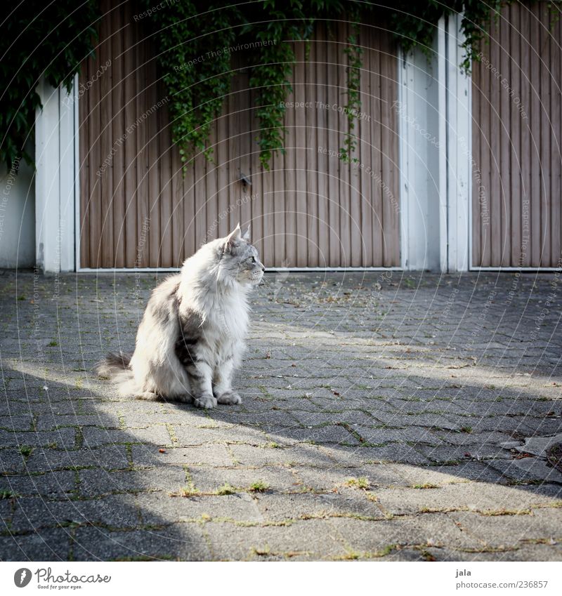 cat, waiting for lunch Plant Foliage plant Garage Animal Pet Cat 1 Beautiful Colour photo Exterior shot Deserted Day Light Shadow Animal portrait Prowl