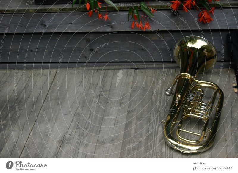 tuba Music Flower Kitsch Odds and ends Wood Metal Gold Tuba Colour photo Exterior shot Deserted Copy Space left Day Bird's-eye view Musical instrument Plant