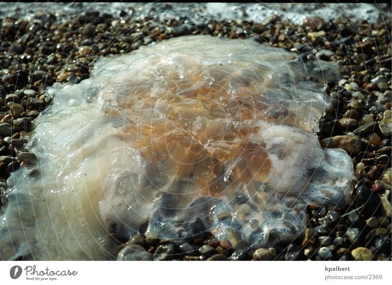 jellyfish Jellyfish Aquatic animal Lion's mane jellyfish North Sea