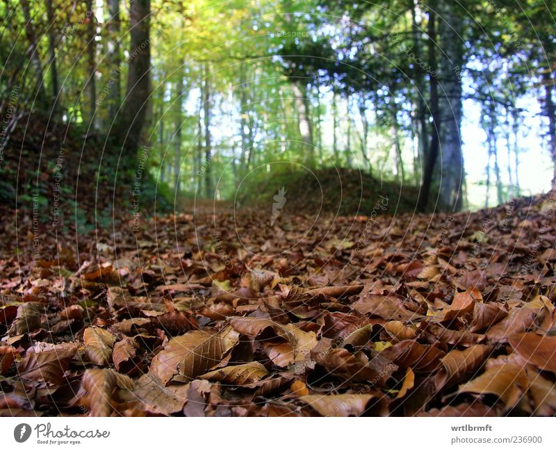 forest scene Trip Hiking Nature Landscape Plant Earth Autumn Forest Beech wood Blue Brown Yellow Green Relaxation Environment Woodground Leaf Deciduous forest
