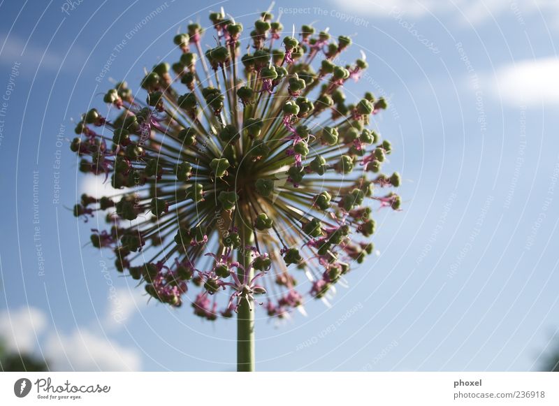 Leek in back light Plant Sunlight Beautiful weather Blossom Agricultural crop Sphere Radial Bright Thorny Blue Green Violet Happy Uniqueness Center point