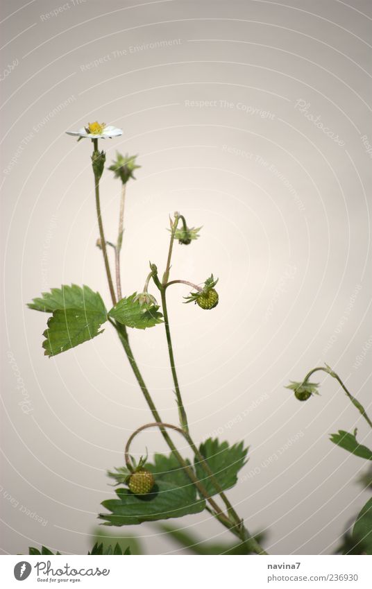 FRUITS Plant Blossom Wild plant Thin Small Green Environment Subdued colour Close-up Deserted Copy Space top Day Chamomile Camomile blossom Neutral Background