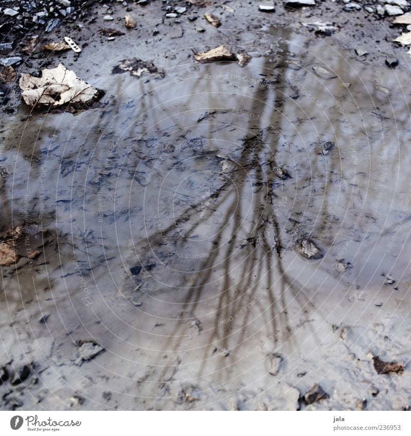 winter thoughts Nature Water Tree Puddle Dirty Brown Gray Branch Leaf Stone Mud Colour photo Subdued colour Exterior shot Deserted Shadow Reflection