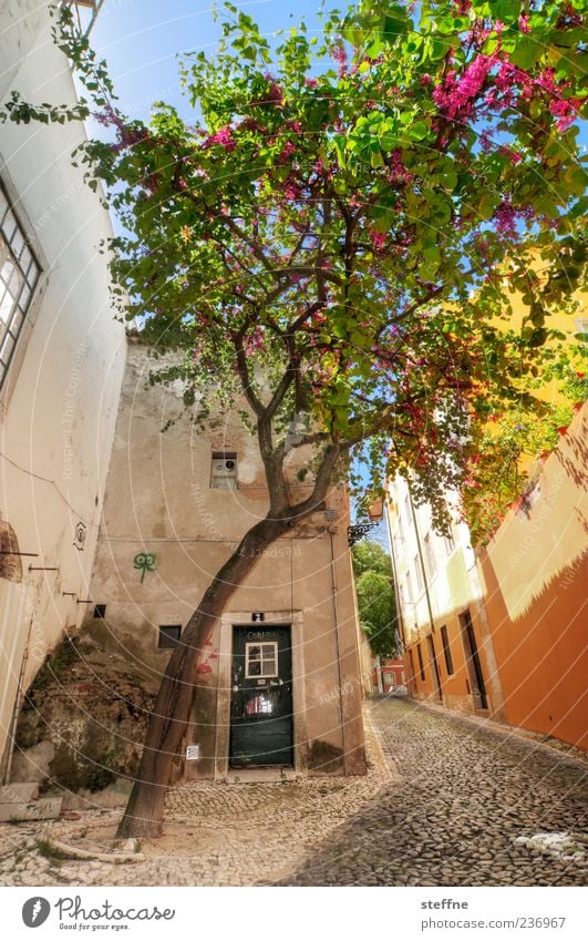 Portuguese ghost spruce Spring Summer Beautiful weather Tree Lisbon Portugal Old town House (Residential Structure) Wall (barrier) Wall (building) Door