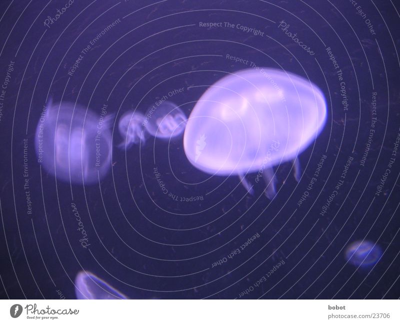 underworld Jellyfish Light Glide Violet Purple Water UV whoiscocoon Swimming & Bathing