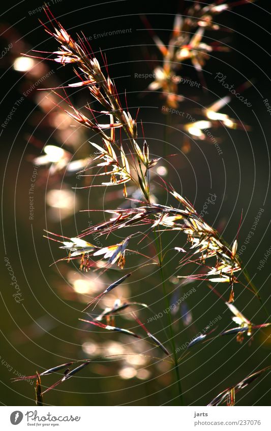 grass with glamour Beautiful weather Plant Grass Glittering Elegant Fresh Natural Nature Colour photo Exterior shot Close-up Deserted Shallow depth of field