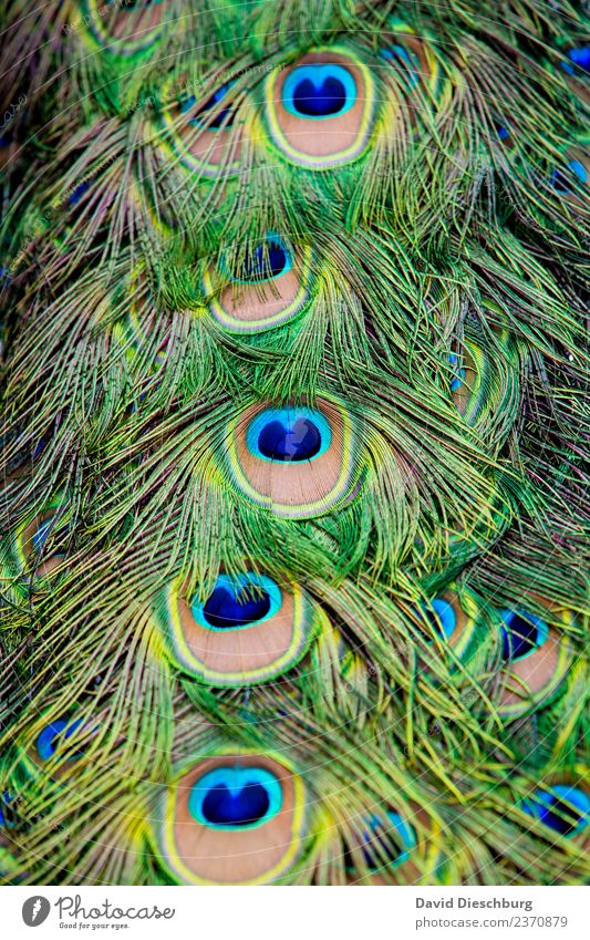 plumage Nature Animal 1 Ornament Blue Yellow Green Peacock Peacock feather Portrait format Rutting season Easy Colour photo Exterior shot Pattern