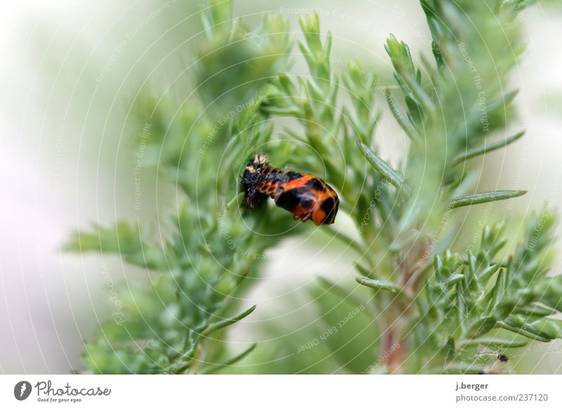 whooshhh Nature Plant Animal Dead animal Insect 1 Exceptional Green Red Black Sticky Broken Colour photo Multicoloured Exterior shot Detail Day Blur